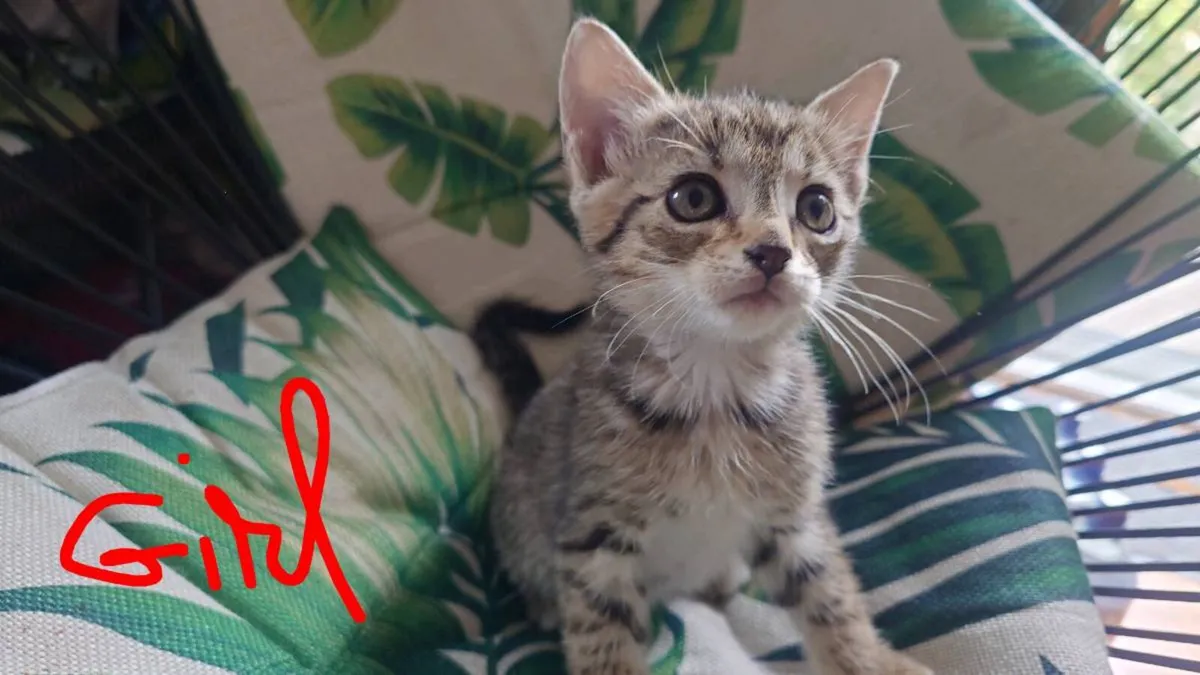 Kittens - Image 2