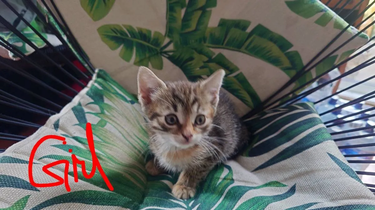 Kittens - Image 3
