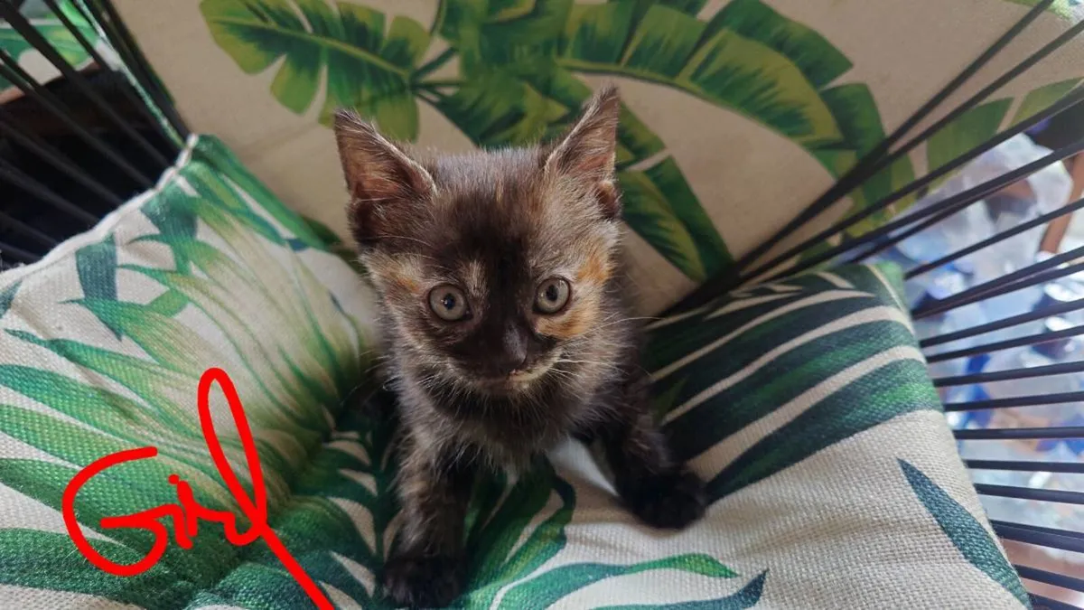 Kittens - Image 4
