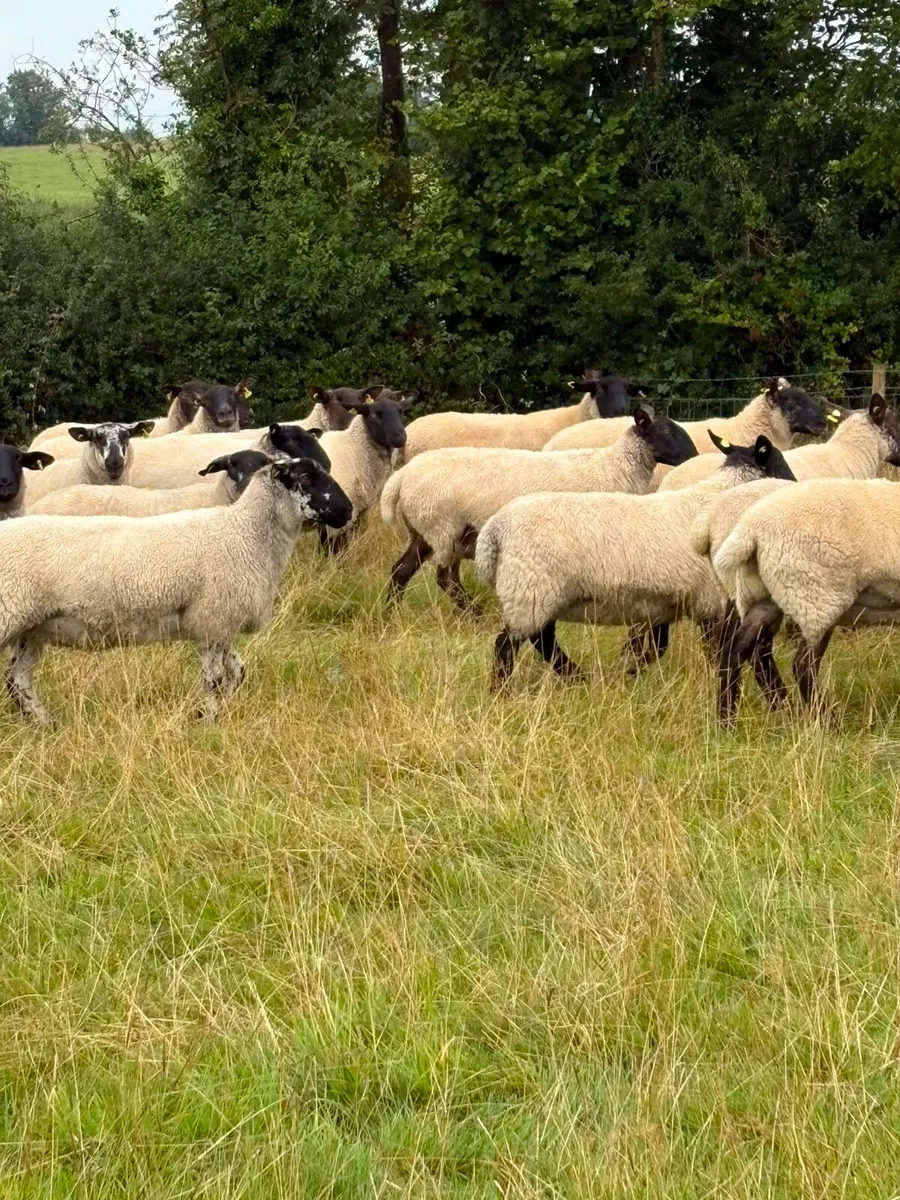 Hoggets - Image 1