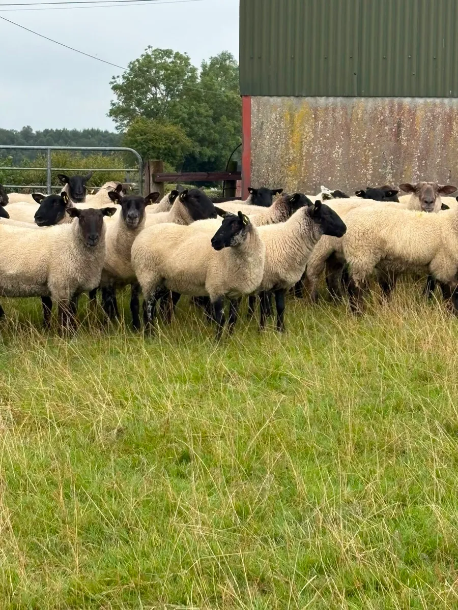 Hoggets - Image 2