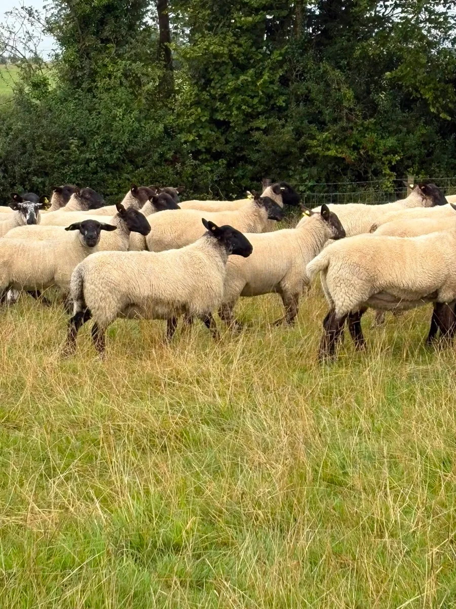 Hoggets - Image 3