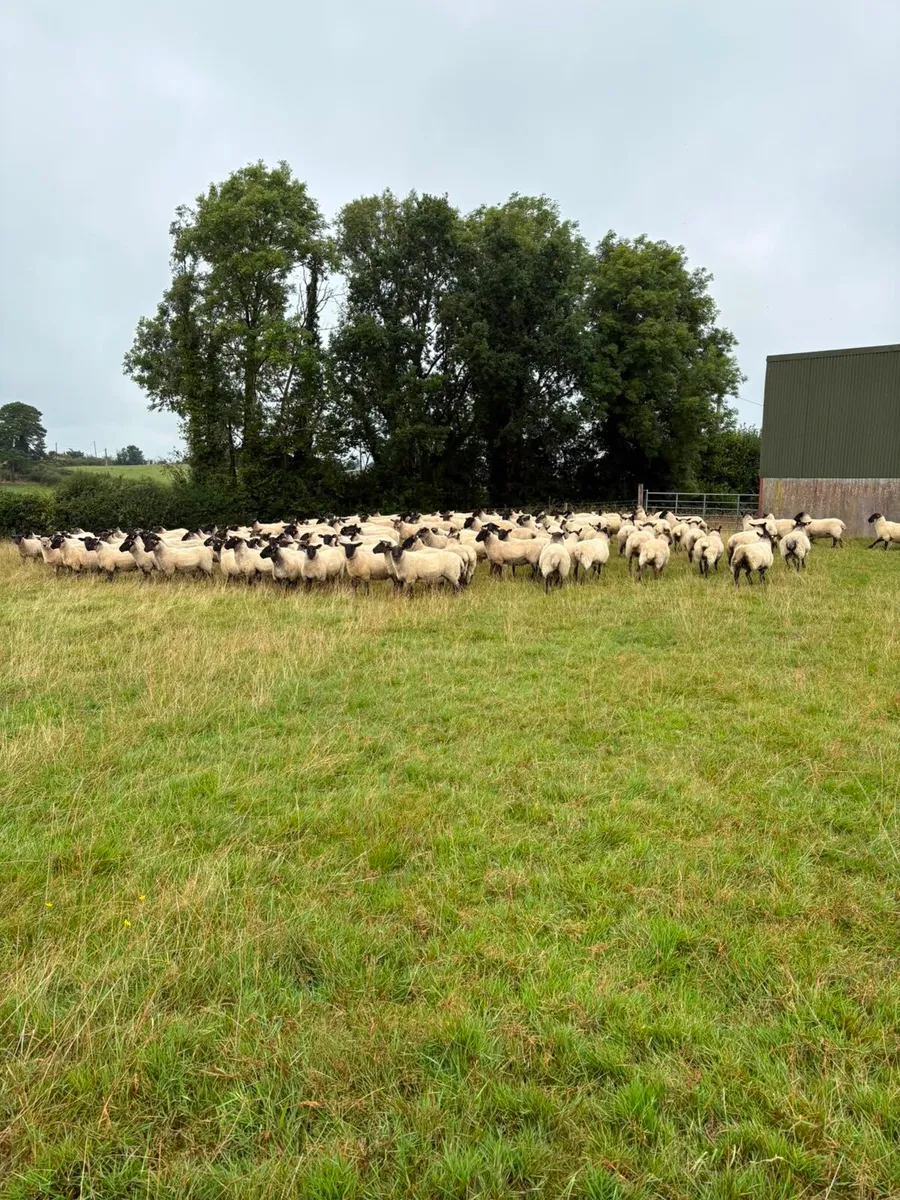 Hoggets - Image 4