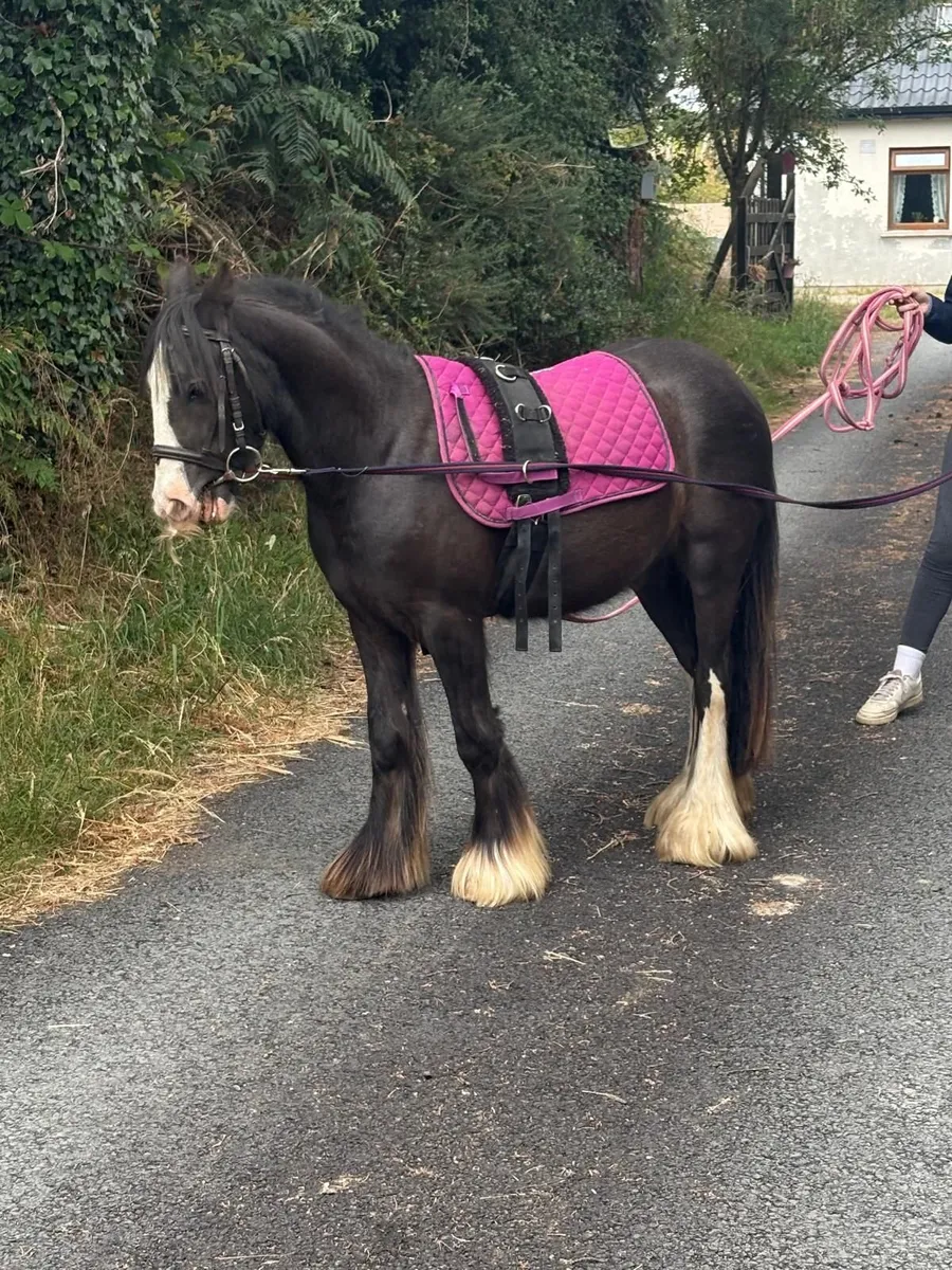 Pony - Image 2