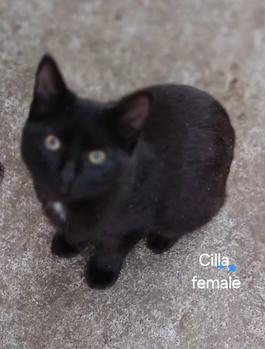 Kittens for Sale - Image 1
