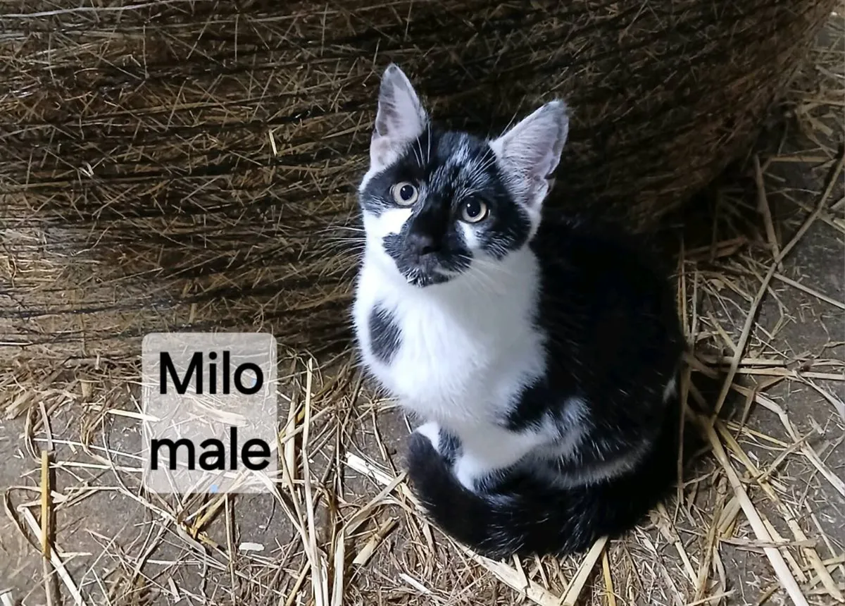 Kittens for Sale - Image 2
