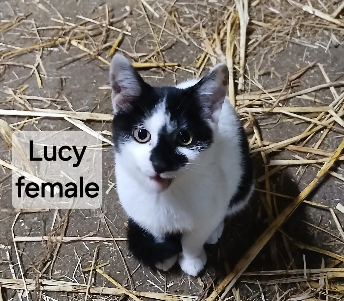 Kittens for Sale - Image 3