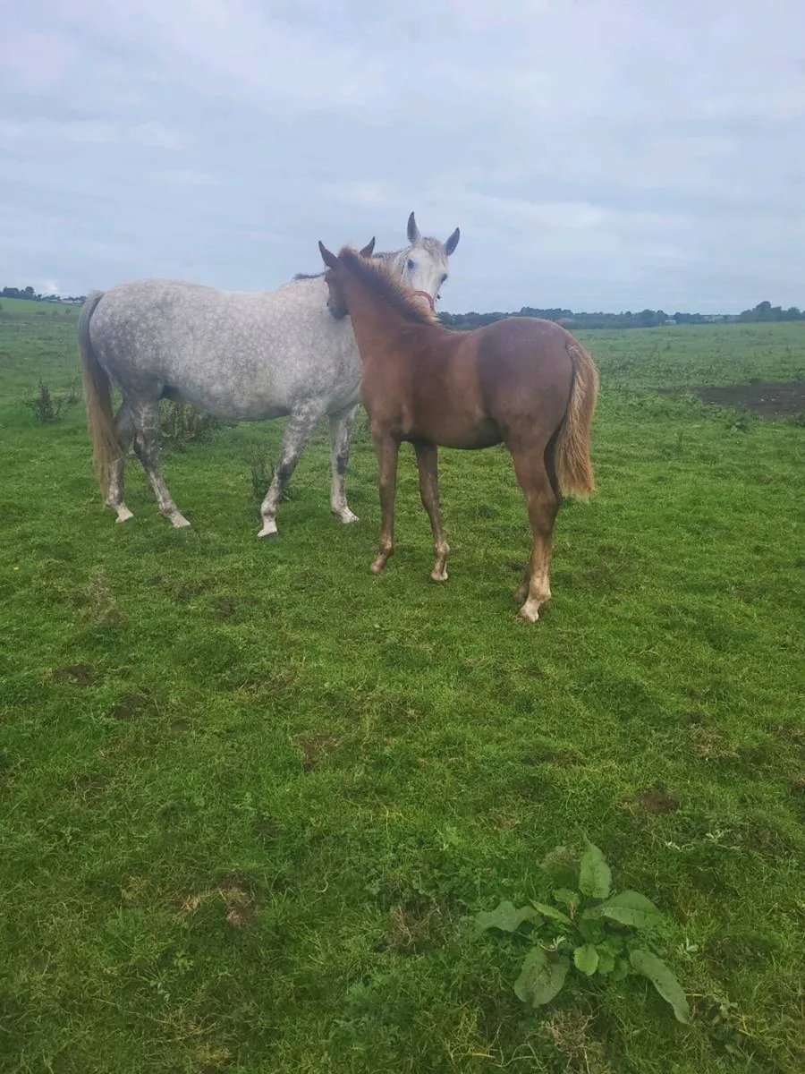 2 IRISH  DRAUGHTS  COLTS FOALS - Image 1