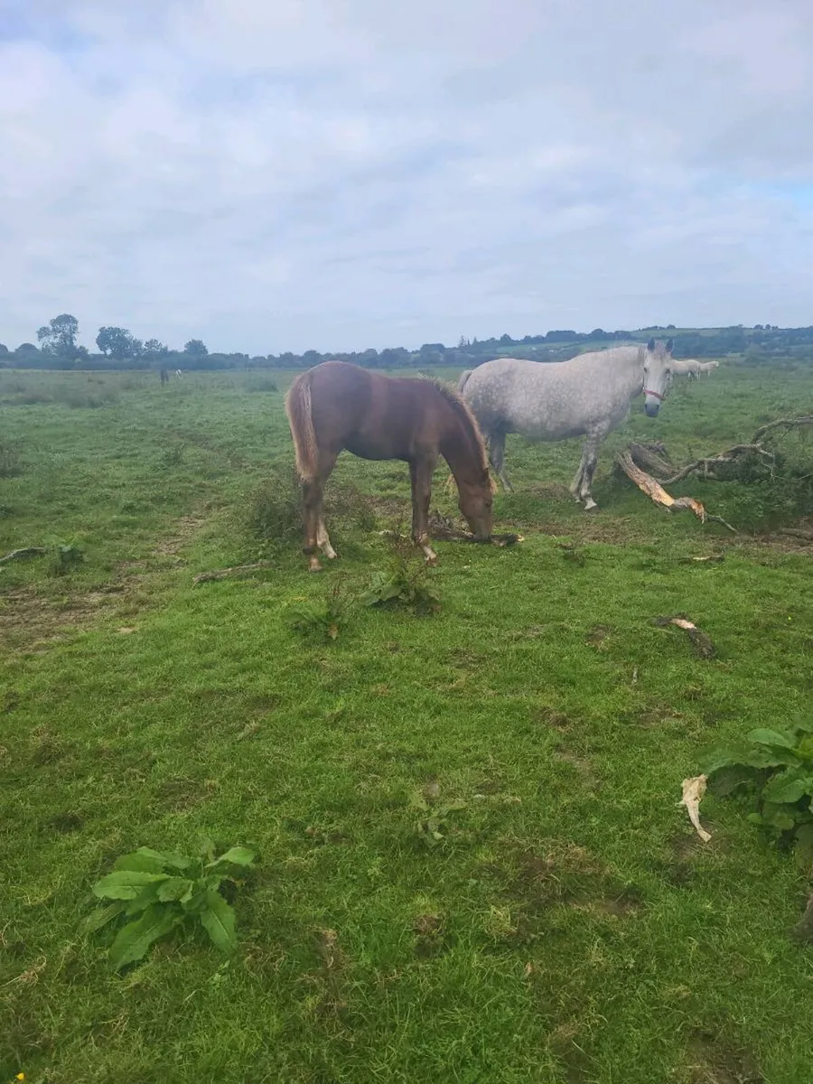 2 IRISH  DRAUGHTS  COLTS FOALS - Image 3