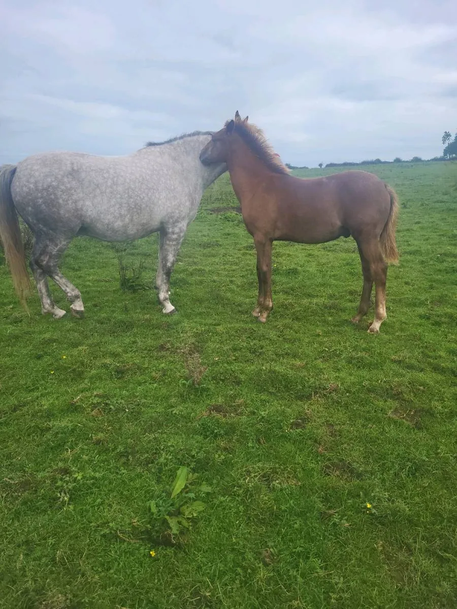 2 IRISH  DRAUGHTS  COLTS FOALS - Image 4