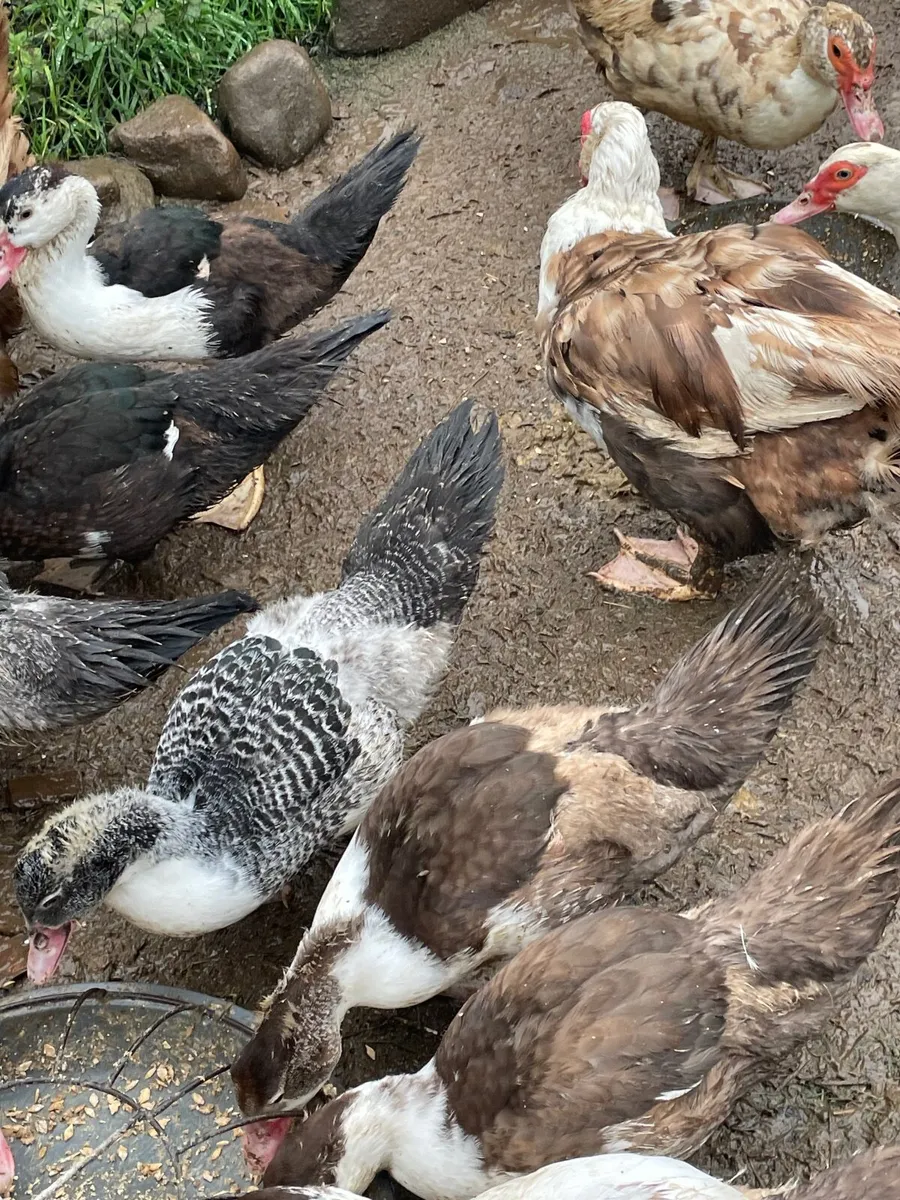 Beautiful Chicks, Muscovy ducklings, - Image 1