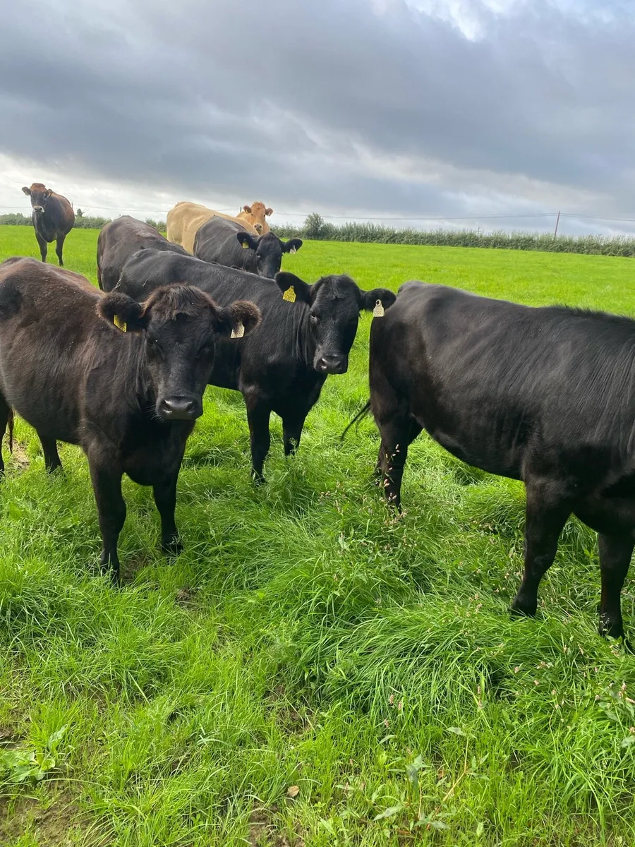Organic Heifers - Image 1