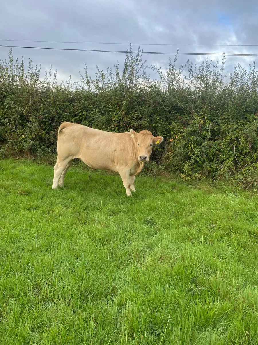 Organic Heifers - Image 2