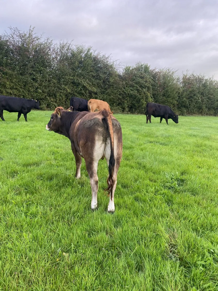 Organic Heifers - Image 3