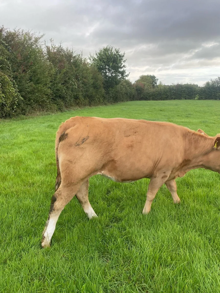 Organic Heifers - Image 4
