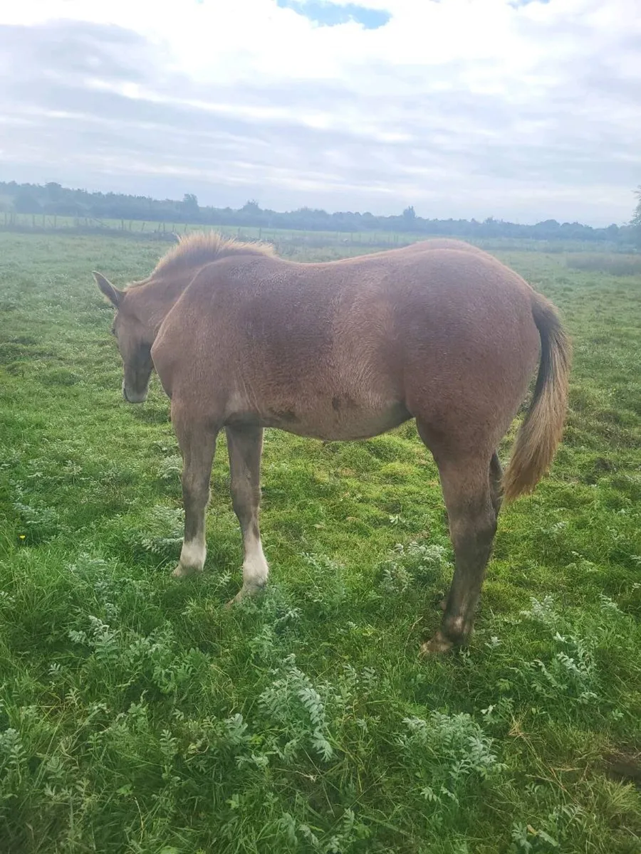 2 IRISH  DRAUGHTS  COLTS FOALS - Image 4