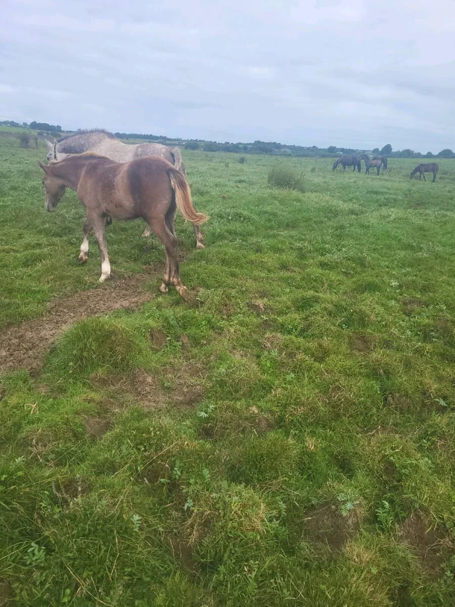 2 IRISH  DRAUGHTS  COLTS FOALS - Image 3