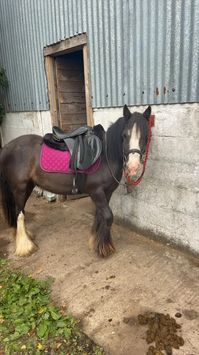Pony - Image 3
