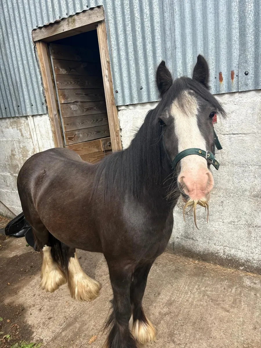 Pony - Image 1