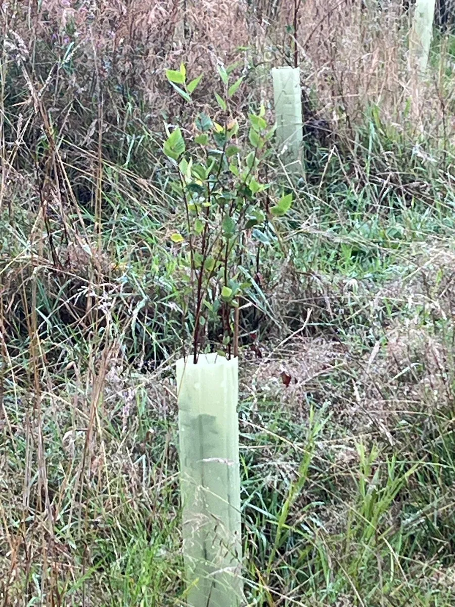 Tree guards - Image 3