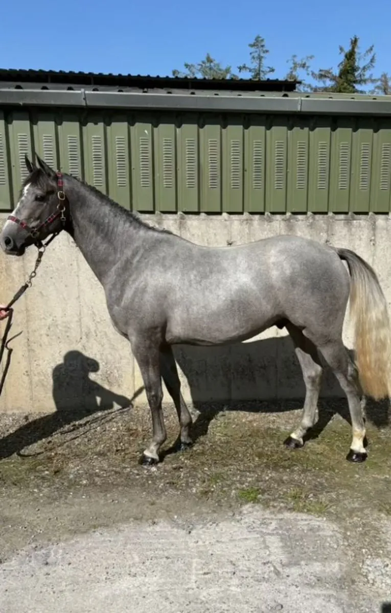 3  yr old Gelding at Goresbridge Wed 9th  LOT1161 - Image 1