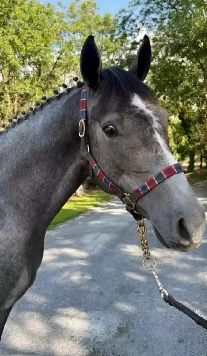 3  yr old Gelding at Goresbridge Wed 9th  LOT1161 - Image 3