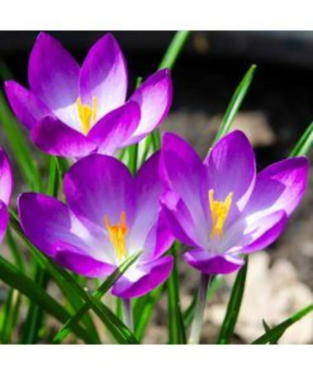 Spring Bulbs Now In Stock - Image 1