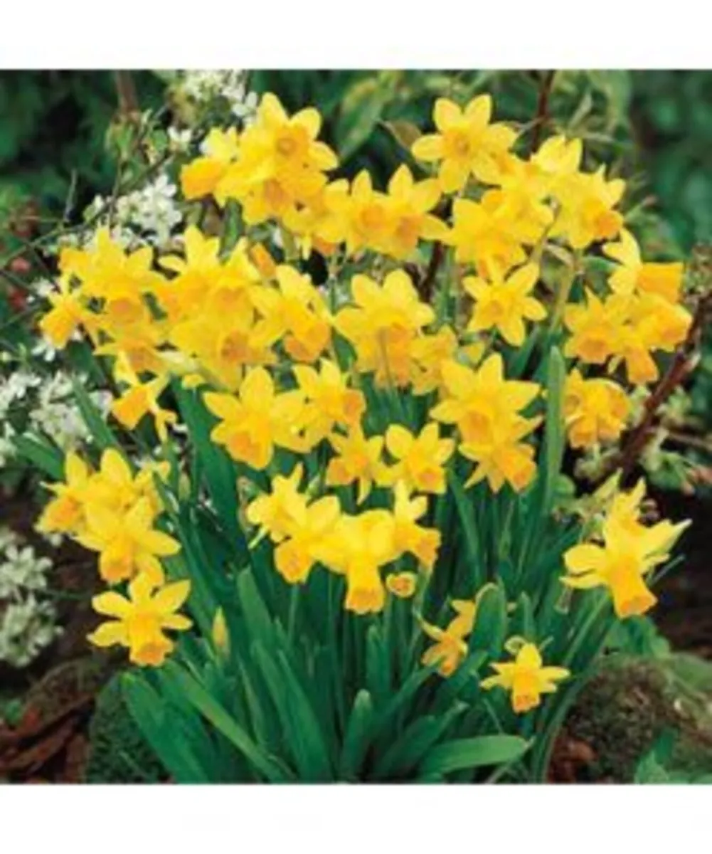 Spring Bulbs Now In Stock - Image 3