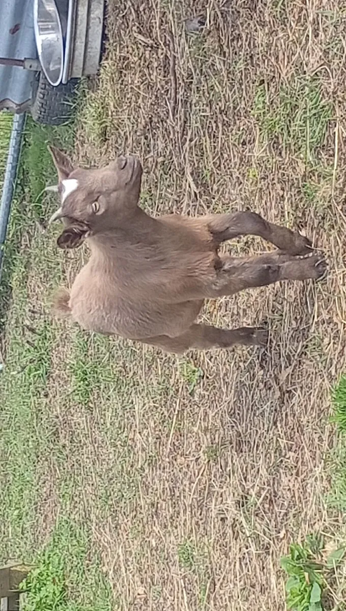 Pygmy goat kids - Image 1
