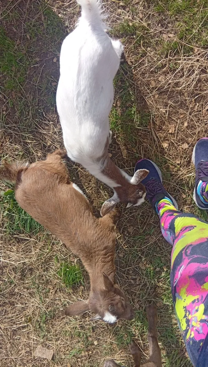 Pygmy goat kids - Image 2