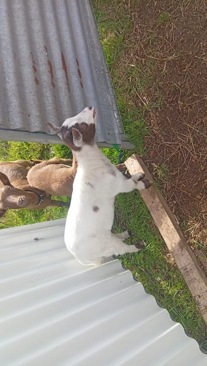 Pygmy goat kids - Image 4