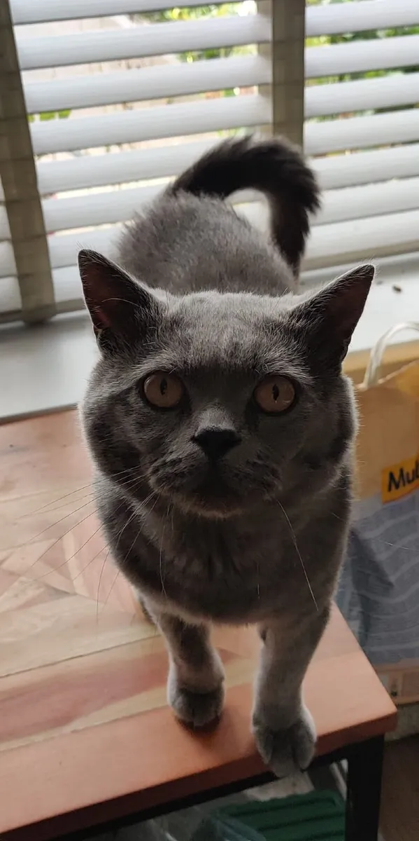 Male British Shorthair - Image 2