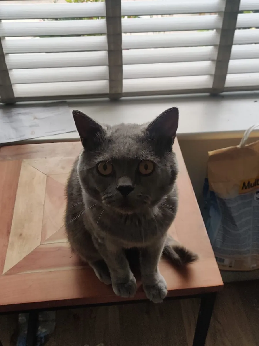 Male British Shorthair - Image 1