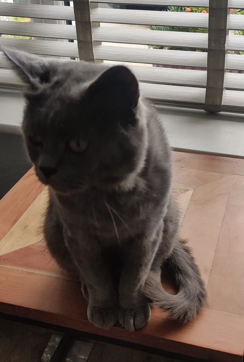 Male British Shorthair - Image 4
