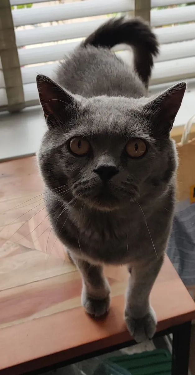 Male British Shorthair - Image 3
