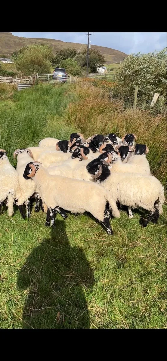 Organic Ram lambs - Image 1