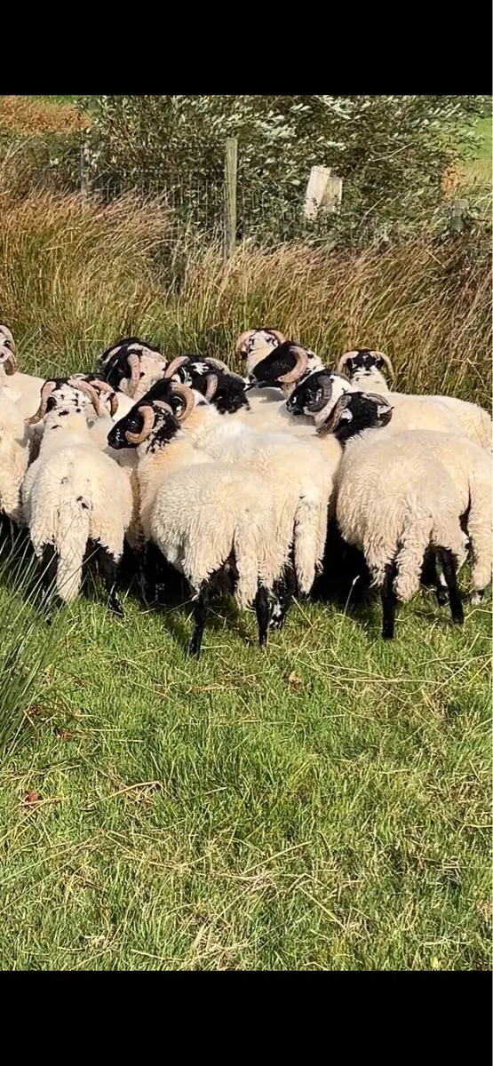 Organic Ram lambs - Image 2