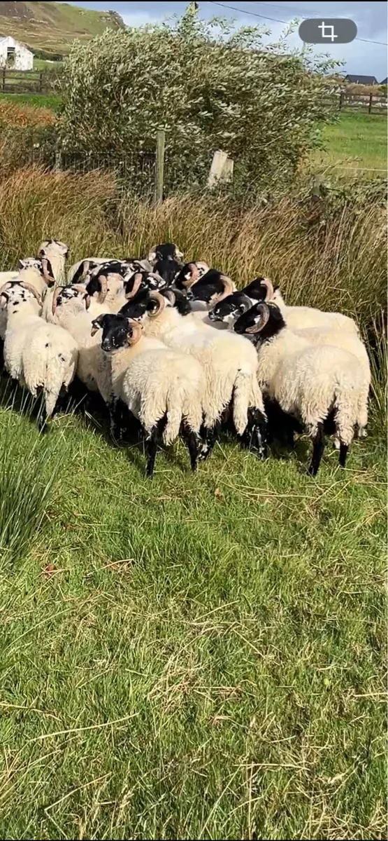 Organic Ram lambs - Image 4