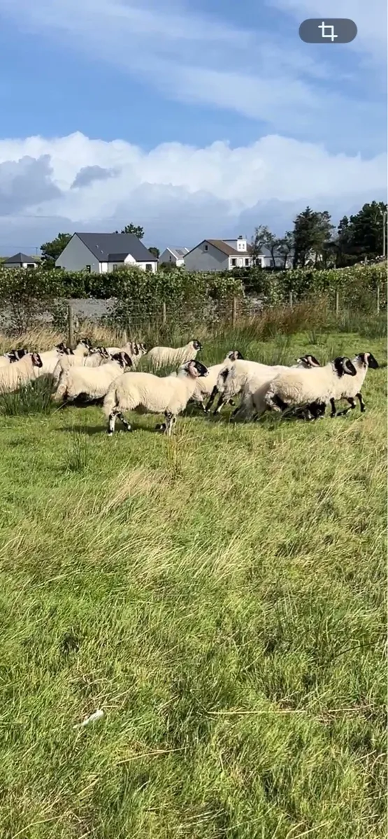 Organic Ram lambs - Image 3