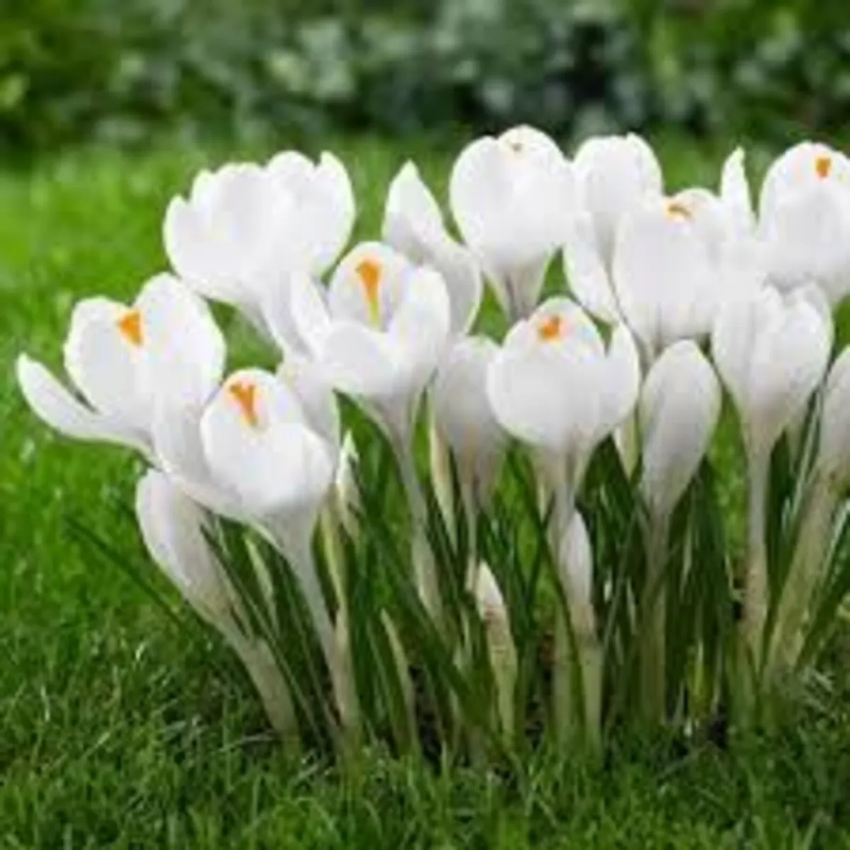 Plant your Spring Bulbs NOW in Stock - Image 1
