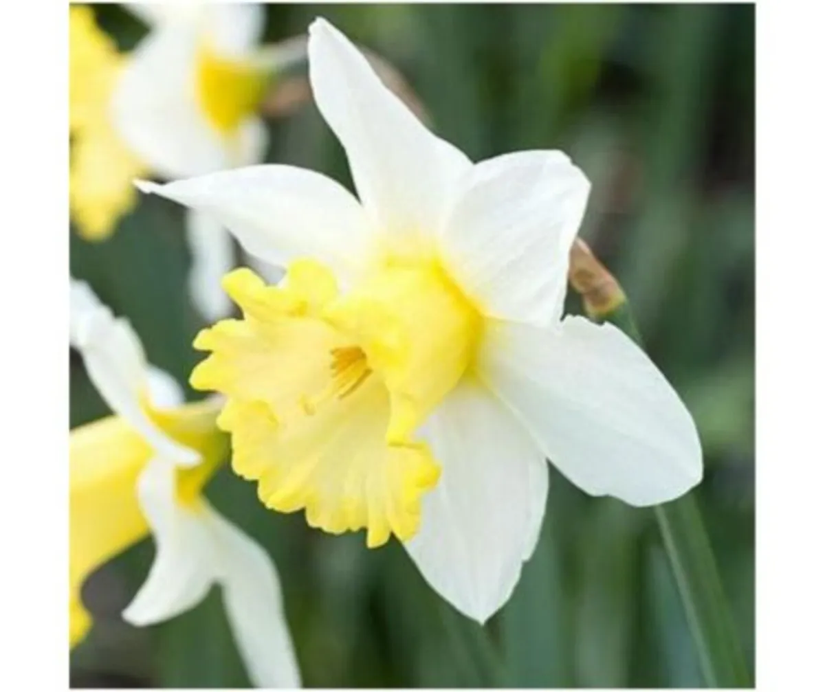 Plant your Spring Bulbs NOW in Stock - Image 3