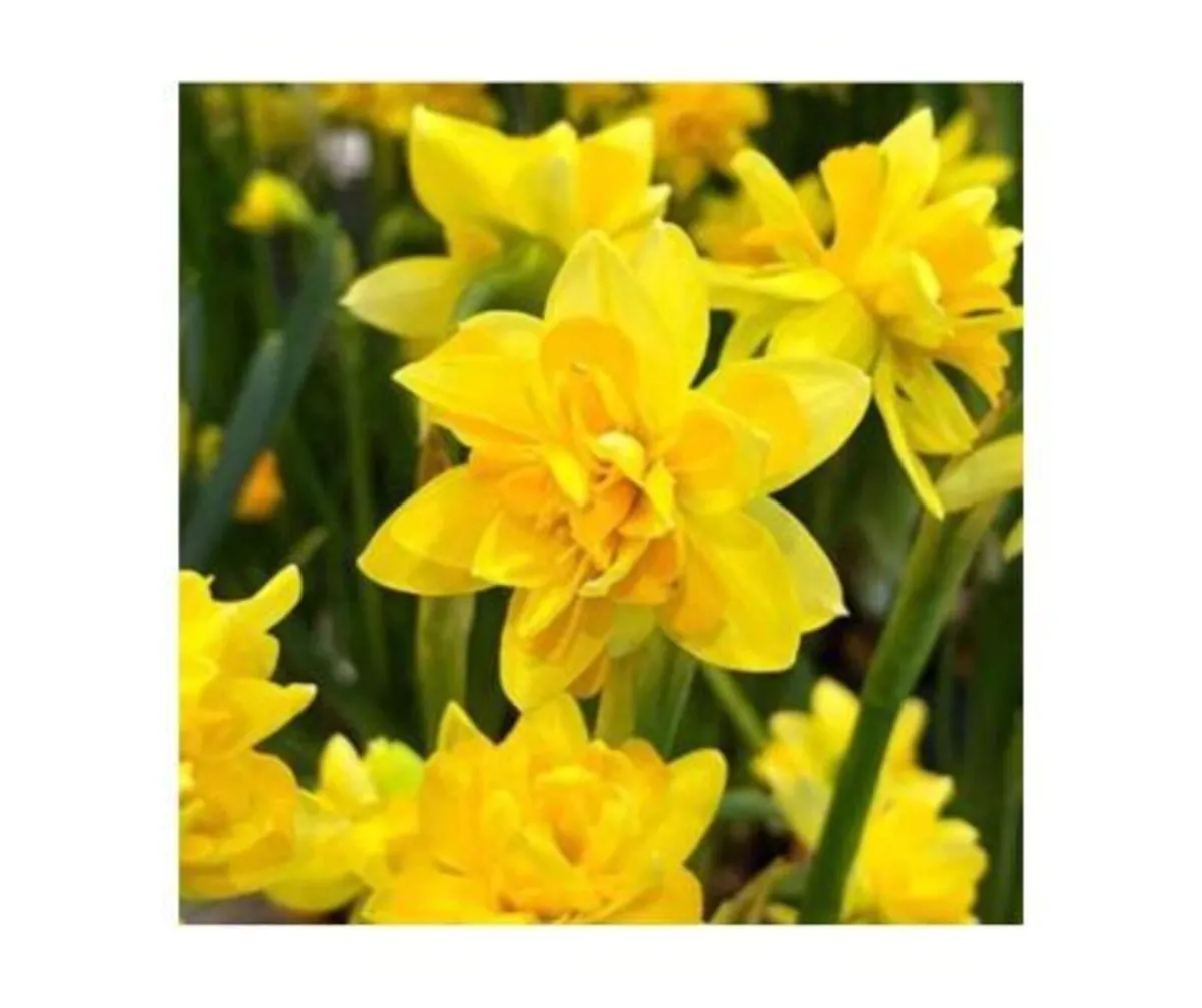 Plant your Spring Bulbs NOW in Stock - Image 4