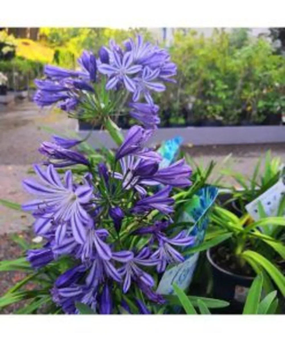 Plant your Spring Bulbs NOW in Stock - Image 2