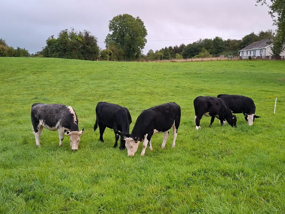 5 quality good condition cows. all grass fed. - Image 2
