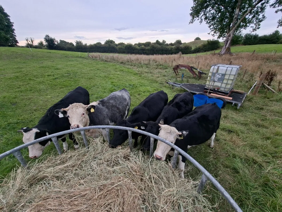 5 quality good condition cows. all grass fed. - Image 3