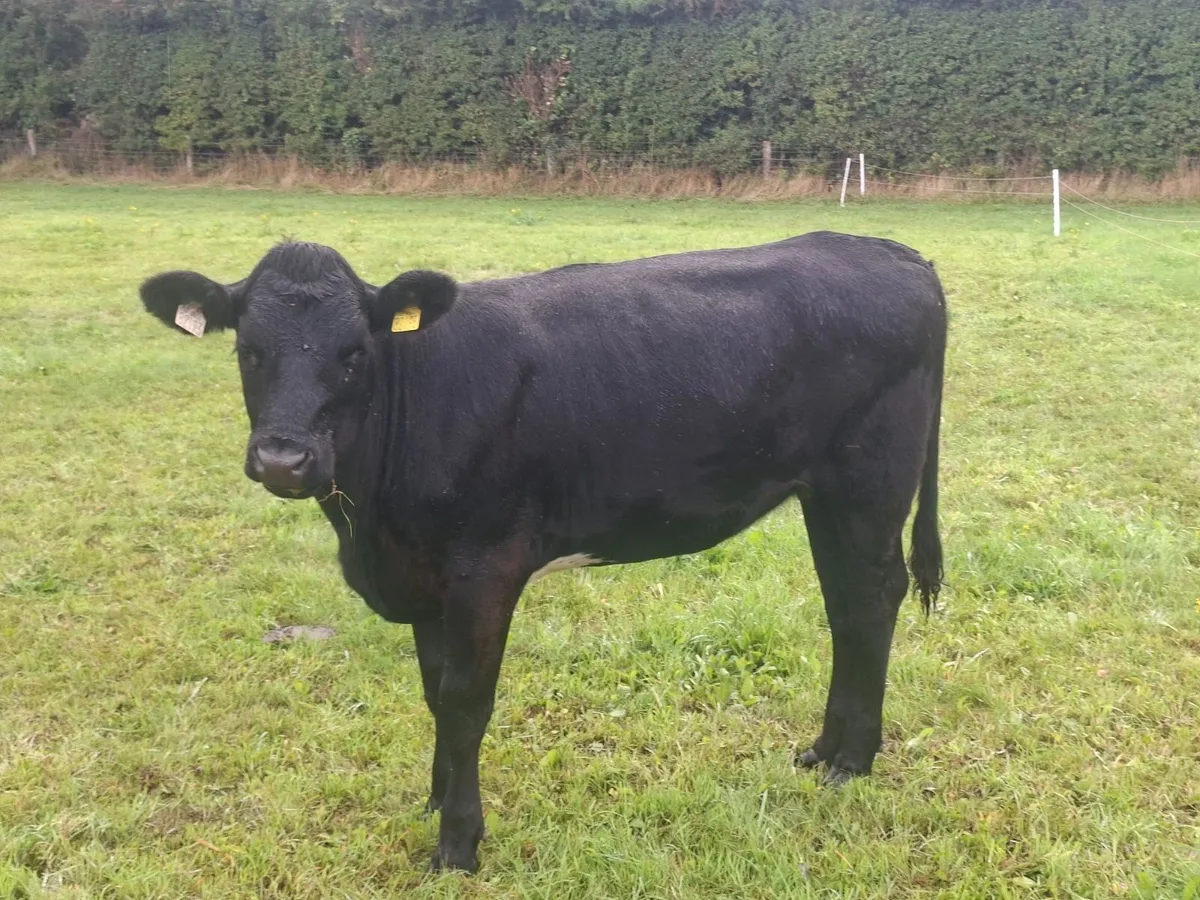 5 quality good condition cows. all grass fed. - Image 4