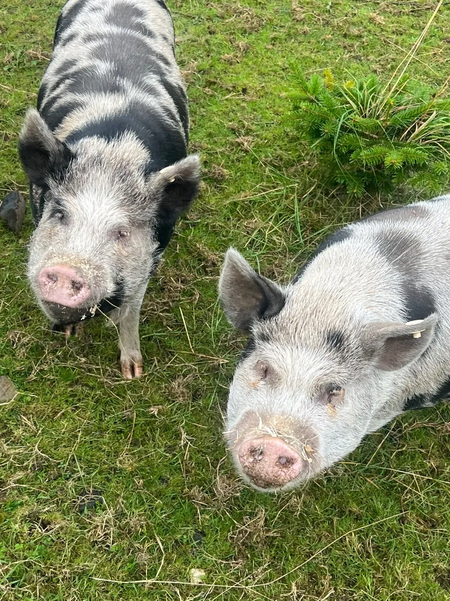 Kune Kune pigs - Image 3