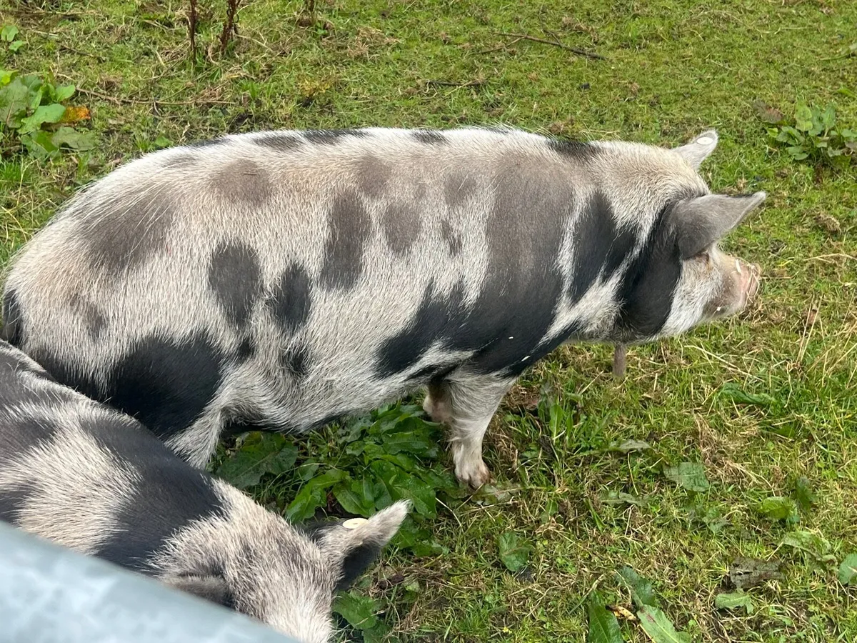 Kune Kune pigs - Image 2