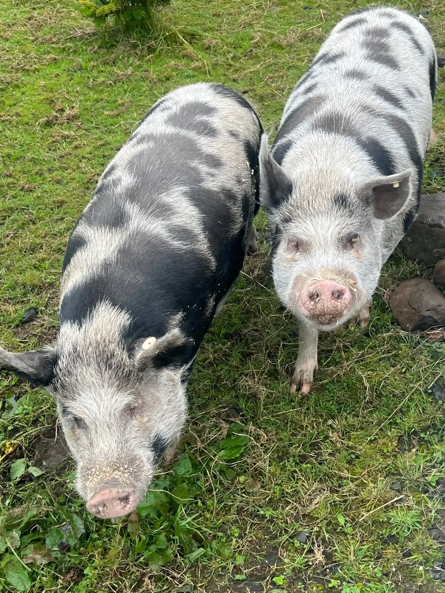 Kune Kune pigs - Image 1