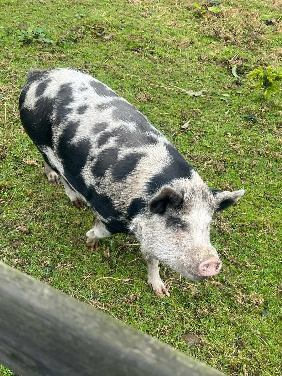 Kune Kune pigs - Image 4